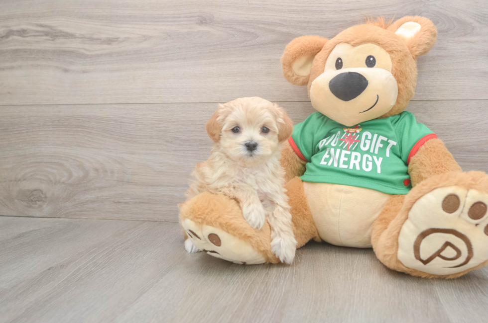 5 week old Maltipoo Puppy For Sale - Seaside Pups