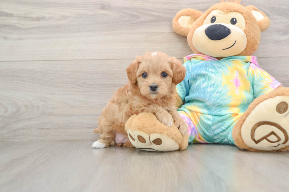 Sweet Maltipoo Baby