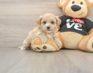 8 week old Maltipoo Puppy For Sale - Seaside Pups