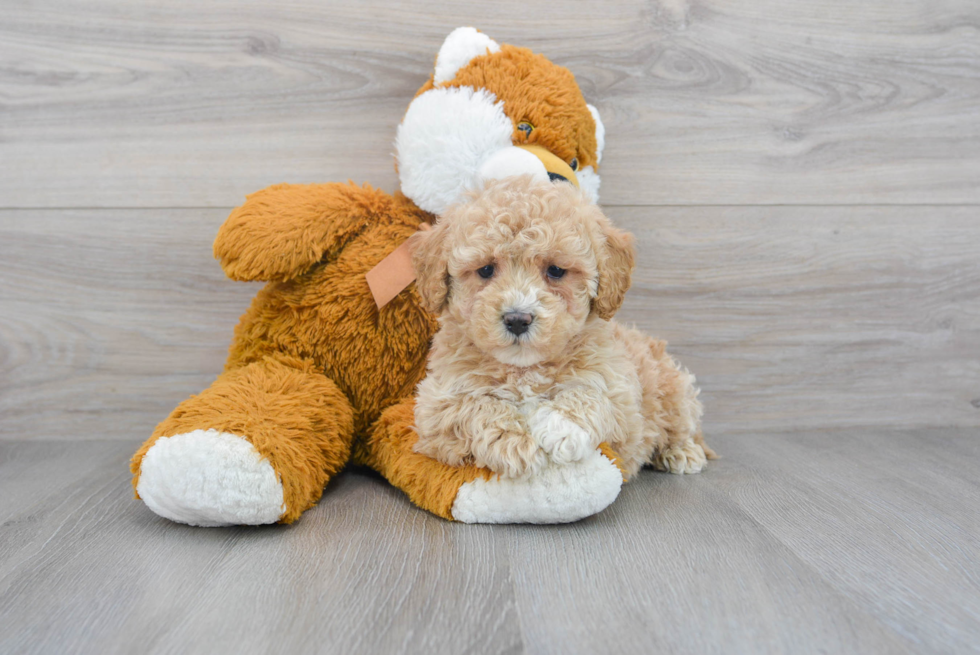 Adorable Maltepoo Poodle Mix Puppy