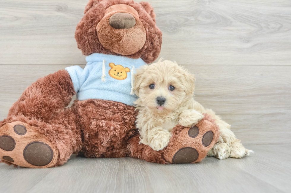 8 week old Maltipoo Puppy For Sale - Seaside Pups