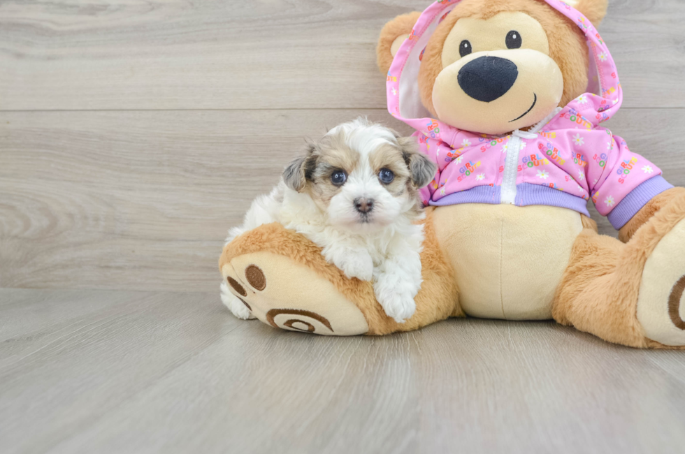 6 week old Maltipoo Puppy For Sale - Seaside Pups