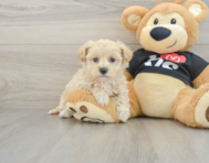 8 week old Maltipoo Puppy For Sale - Seaside Pups