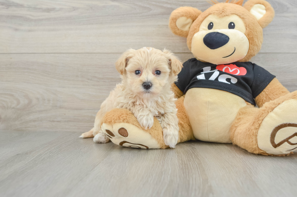 6 week old Maltipoo Puppy For Sale - Seaside Pups