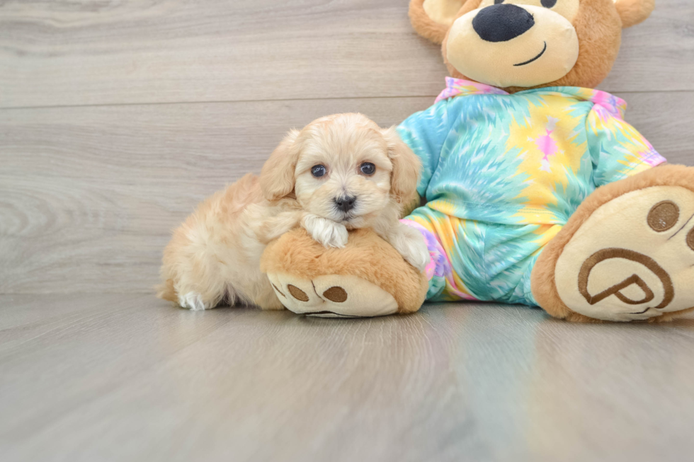 Maltipoo Puppy for Adoption
