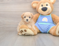 9 week old Maltipoo Puppy For Sale - Seaside Pups