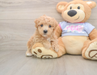 9 week old Maltipoo Puppy For Sale - Seaside Pups