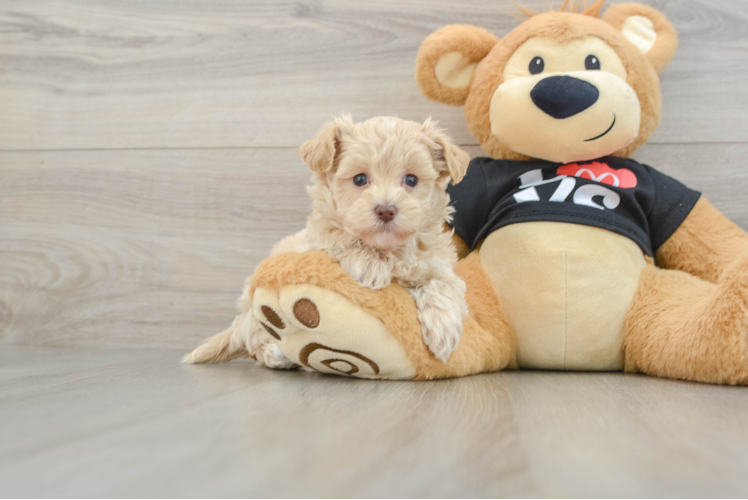 Maltipoo Puppy for Adoption