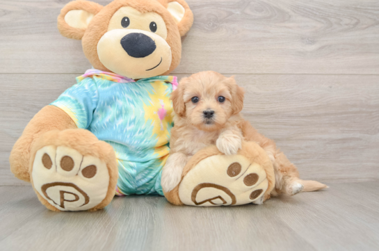 Best Maltipoo Baby