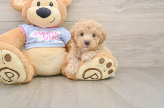 ZILLOW, a Maltipoo littermate