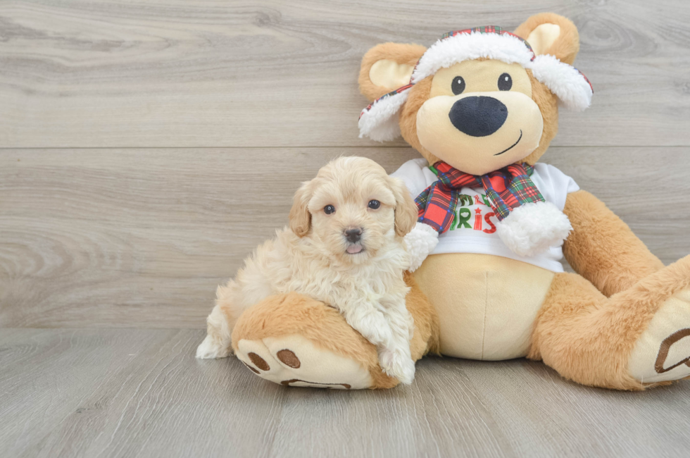 6 week old Maltipoo Puppy For Sale - Seaside Pups