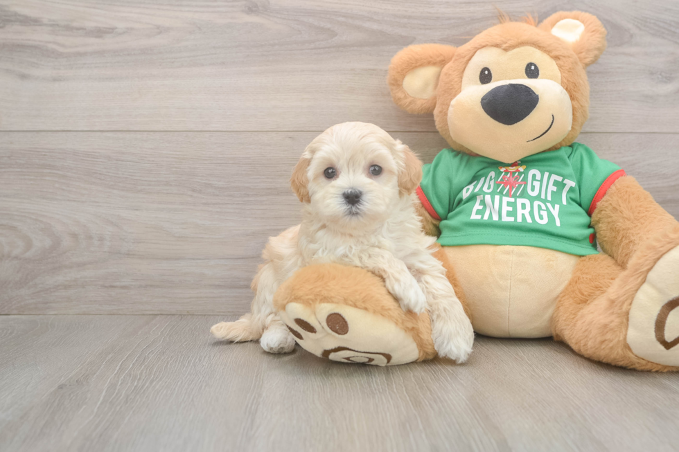 Maltipoo Pup Being Cute