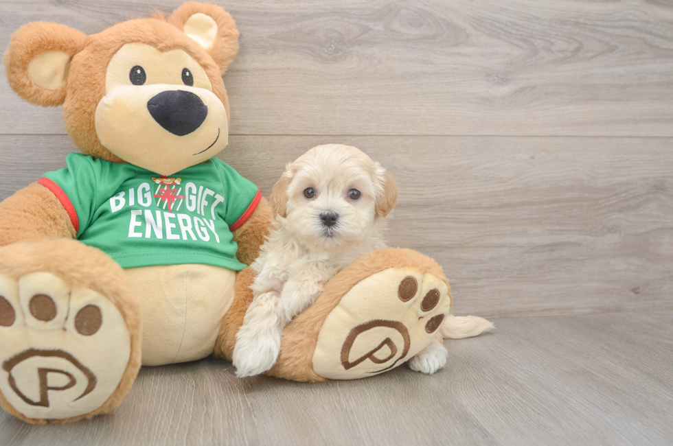 5 week old Maltipoo Puppy For Sale - Seaside Pups