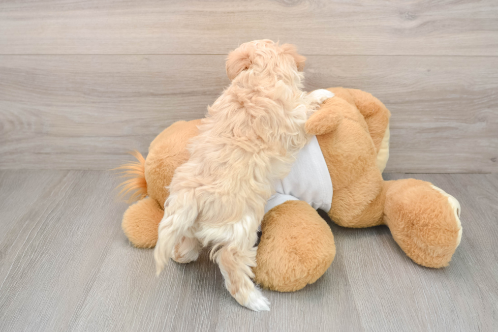 Smart Maltipoo Poodle Mix Pup