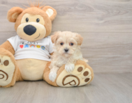 9 week old Maltipoo Puppy For Sale - Seaside Pups
