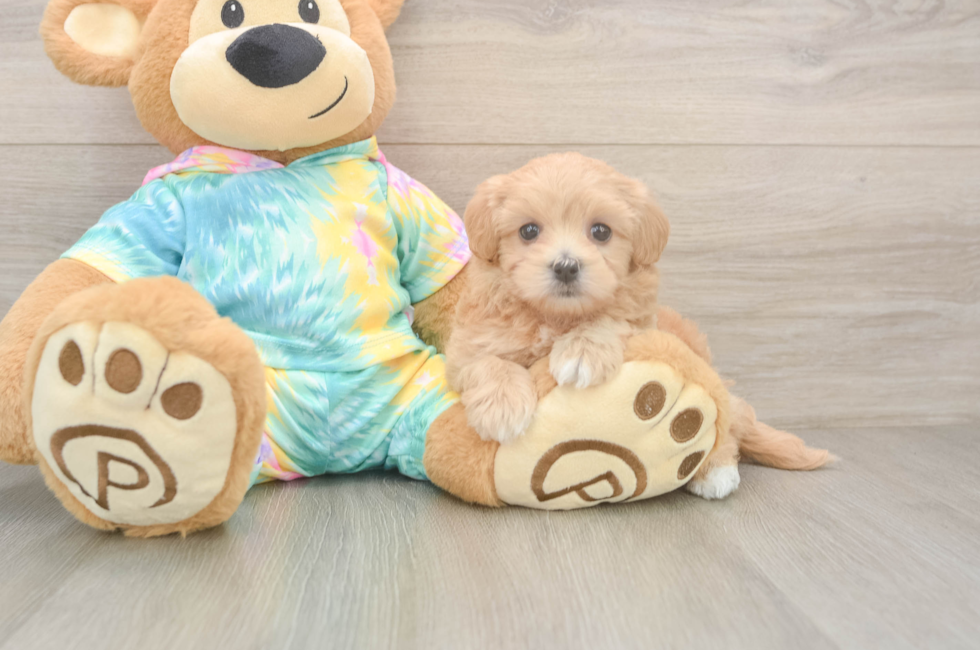 5 week old Maltipoo Puppy For Sale - Seaside Pups