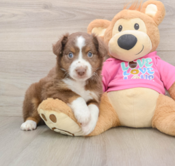 5 week old Mini Aussie Puppy For Sale - Seaside Pups