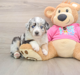 5 week old Mini Aussie Puppy For Sale - Seaside Pups