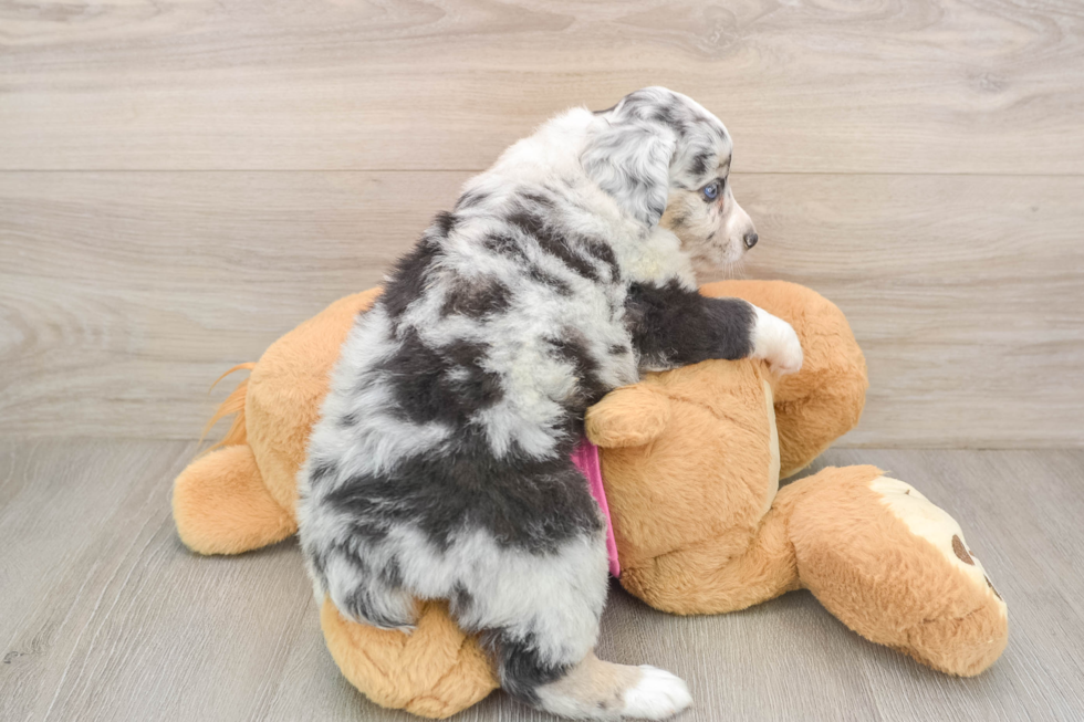 Fluffy MAS Purebred Puppy
