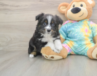 5 week old Mini Aussie Puppy For Sale - Seaside Pups