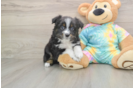 Best Mini Aussie Baby