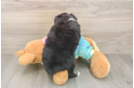 Playful Mini Aussie Baby