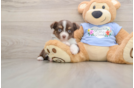 Funny Mini Aussie Purebred Pup