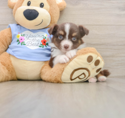 5 week old Mini Aussie Puppy For Sale - Seaside Pups