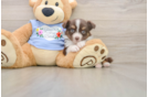 Best Mini Aussie Baby