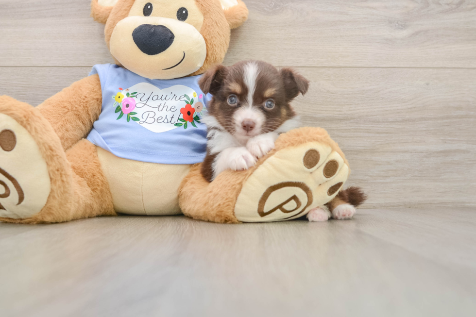 Best Mini Aussie Baby