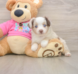 5 week old Mini Aussie Puppy For Sale - Seaside Pups