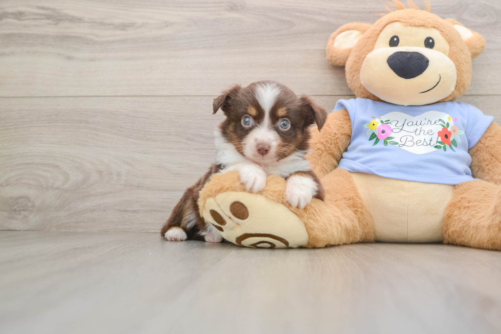 Small Mini Aussie Purebred Pup