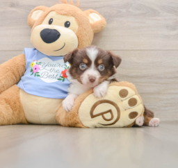 5 week old Mini Aussie Puppy For Sale - Seaside Pups