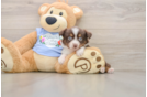 Mini Aussie Puppy for Adoption