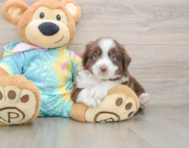 5 week old Mini Aussie Puppy For Sale - Seaside Pups