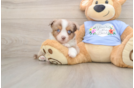 Mini Aussie Pup Being Cute