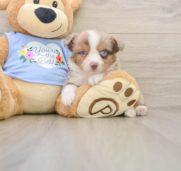5 week old Mini Aussie Puppy For Sale - Seaside Pups