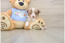 Funny Mini Aussie Baby