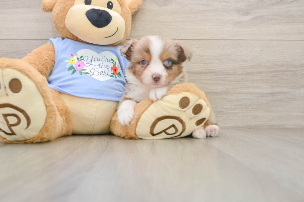 Funny Mini Aussie Baby