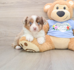 5 week old Mini Aussie Puppy For Sale - Seaside Pups