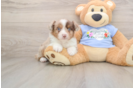 Mini Aussie Puppy for Adoption