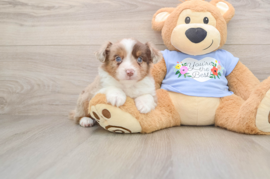 Mini Aussie Puppy for Adoption
