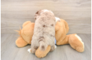 Funny Mini Aussie Purebred Pup