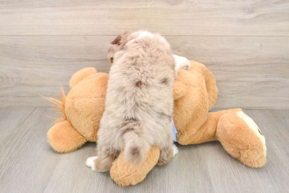 Funny Mini Aussie Purebred Pup