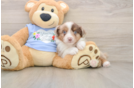 Mini Aussie Puppy for Adoption