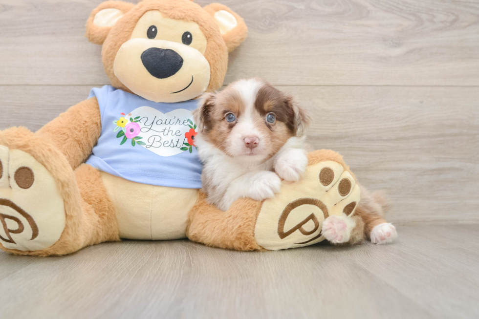 Mini Aussie Puppy for Adoption