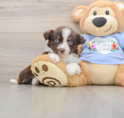 5 week old Mini Aussie Puppy For Sale - Seaside Pups