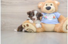 Playful Mini Aussie Baby