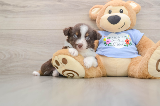 Playful Mini Aussie Baby