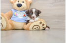 Mini Aussie Pup Being Cute